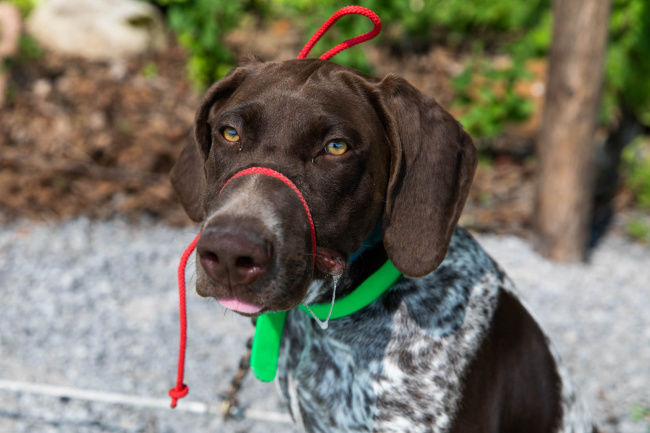 DOGGED DETERMINATION